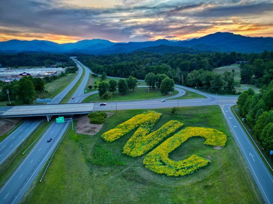 Tree Service Tree Service